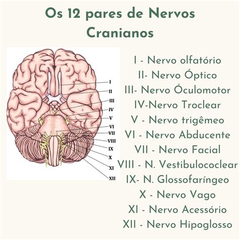 pares de nervos cranianos - dibujos de agua
